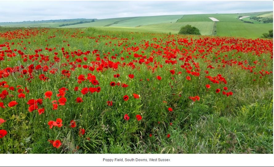 Poppy Field - Malcolm Oakley